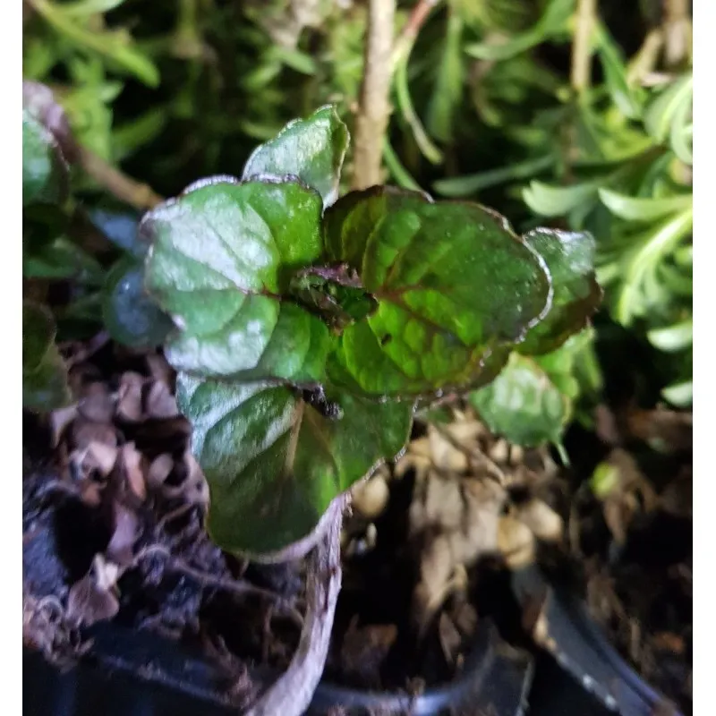 Mentha x piperita 'Grapefruit' / Menthe pamplemousse / Godet / Aromatique