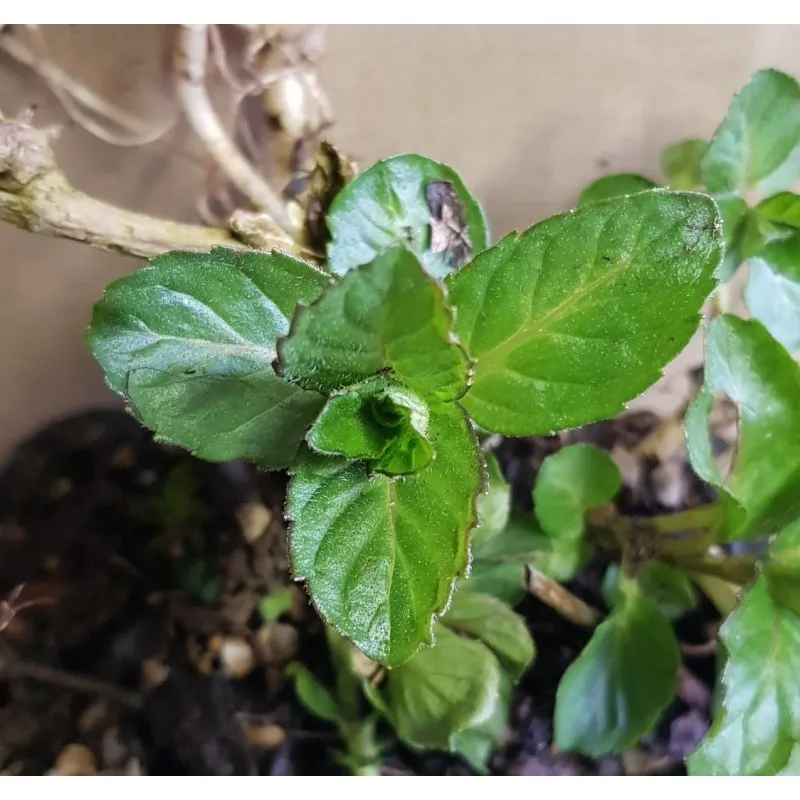 Mentha x piperita 'Ricqles' / Menthe Ricqles / Godet / Aromatique