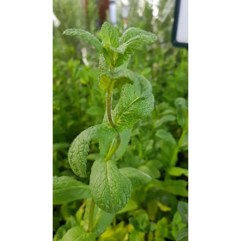 Mentha spicata 'Moroccan' / Menthe Marocaine / Godet / Aromatique