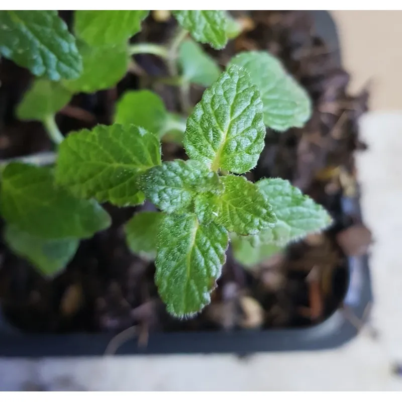 Mentha spicata 'Strawberry Mint' / Menthe Fraise / Godet / Aromatique