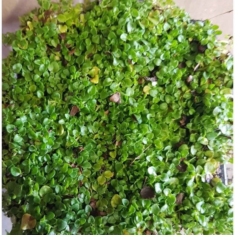 Mentha requienii / Menthe Corse / Godet / Aromatique