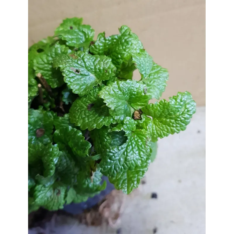 Melissa officinalis / Mélisse citronnelle / Godet /Aromatique