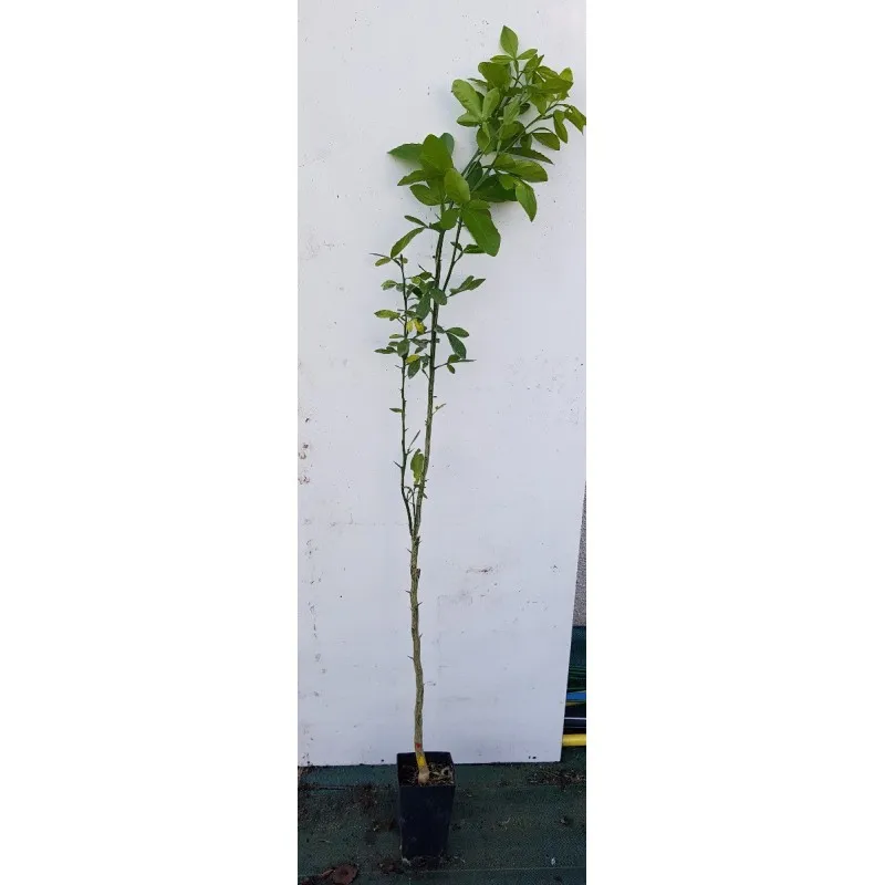 Citrumelo Swingle (De semis - Greffable) / Citrumelo 4475 / Conteneur de 1 à 1.9 litres / Agrume