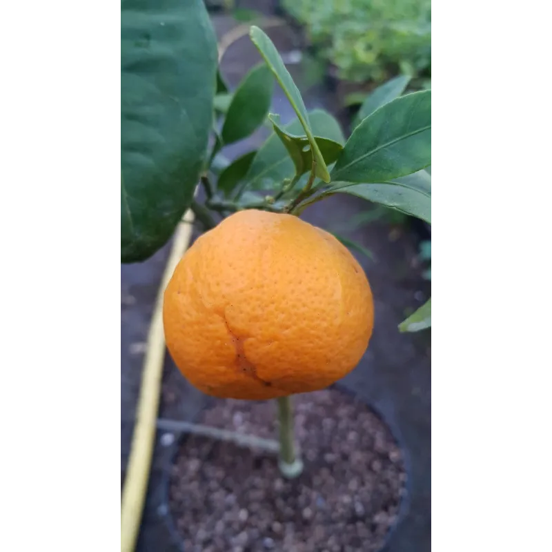 Citrus unshui 'Owari' greffé sur FA5 / Mandarinier Satsuma Owari /Conteneur de 7 à 10 litres / Agrume