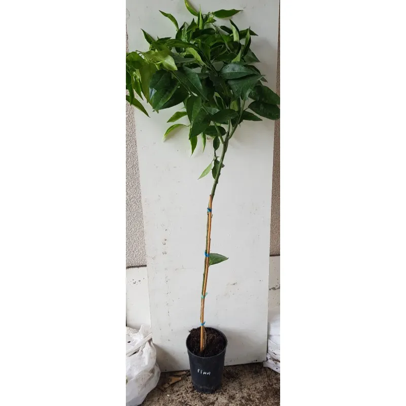 Citrus x clementina 'Fina' greffé sur FA5 / Clementinier Fina / Conteneur de 3 à 4 litres / Agrume