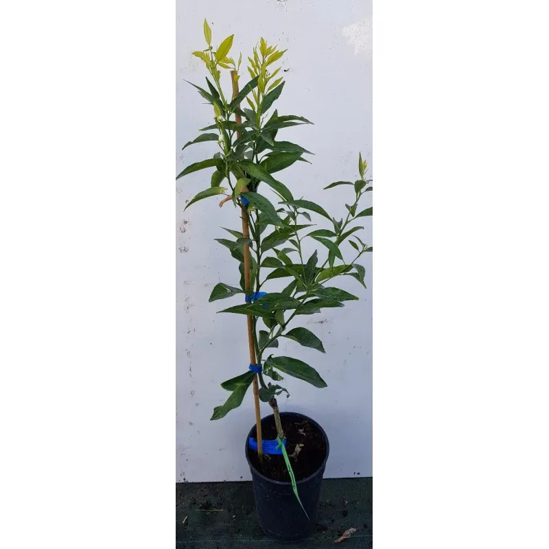 Citrus x clementina 'Clemenules' greffé sur FA5 / Clementinier Clemenules / Conteneur de 3 à 4 litres / Agrume