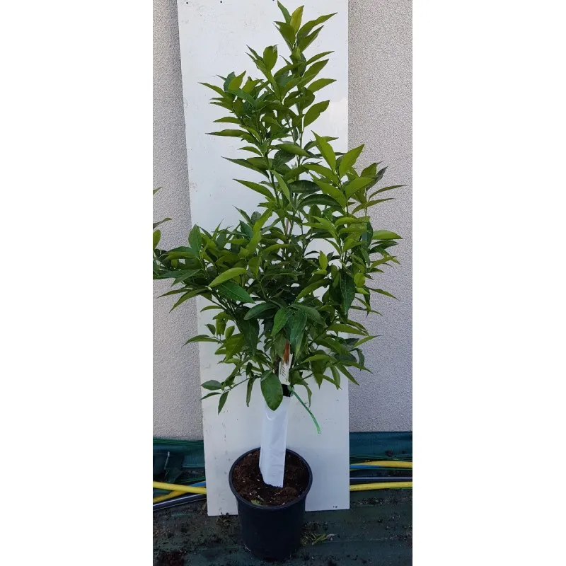Citrus x clementina 'Arrufatina' greffé sur FA5 / Clementine / Conteneur de 7 à 10 litres / Agrume