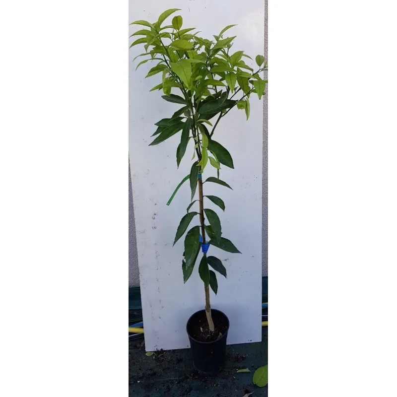 Citrus x clementina 'Hernandina' greffé sur FA5 / Clementine / Conteneur de 3 à 4 litres / Agrume