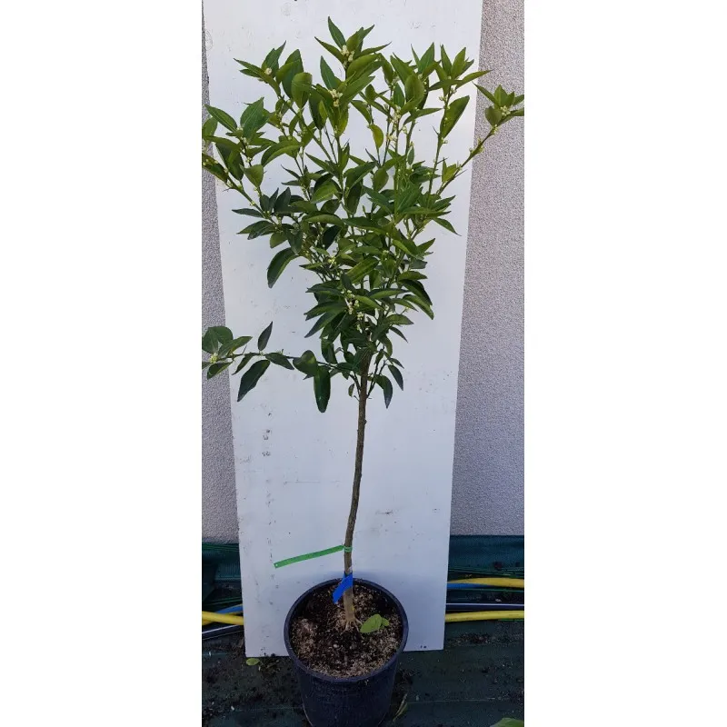 Citrus x clementina 'Marisol' greffé sur FA5 / Clementine / Conteneur de 7 à 10 litres / Agrume
