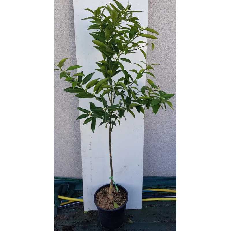 Citrus x tangelo 'Mandanova' greffé sur FA5 / Mandarin / Conteneur de 7 à 10 litres / Agrume