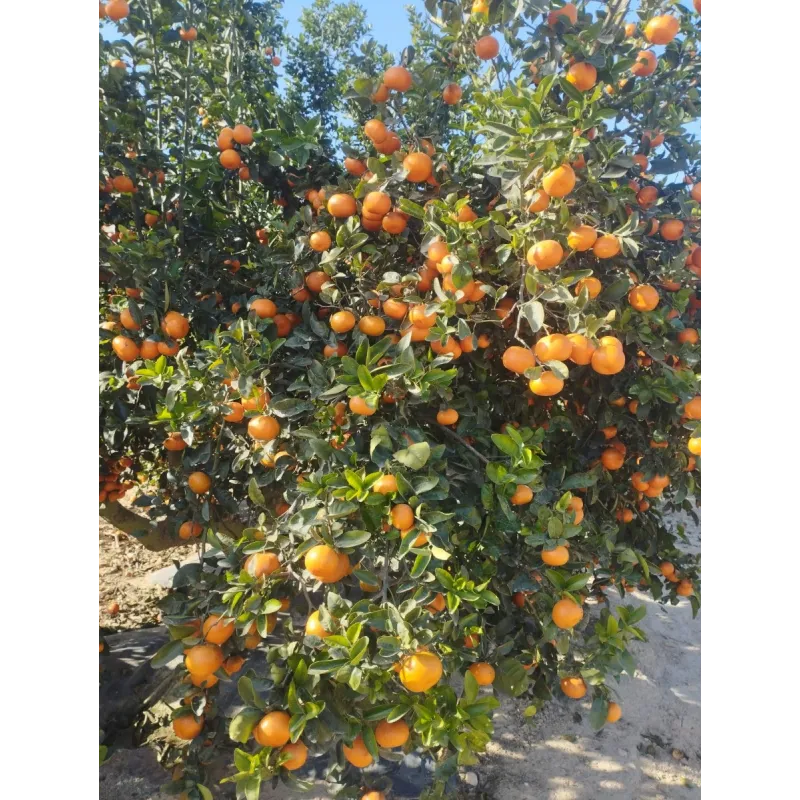 Citrus x tangor 'Murcott' greffé sur FA5 / Mandarin / Conteneur de 7 à 10 litres / Agrume