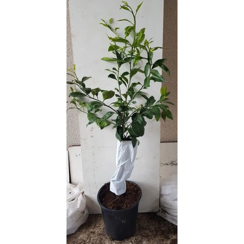 Citrus unshui 'Hashimoto' greffé sur FA5 / Mandarinier Satsuma / Conteneur de 7 à 10 litres / Tigette / Agrume