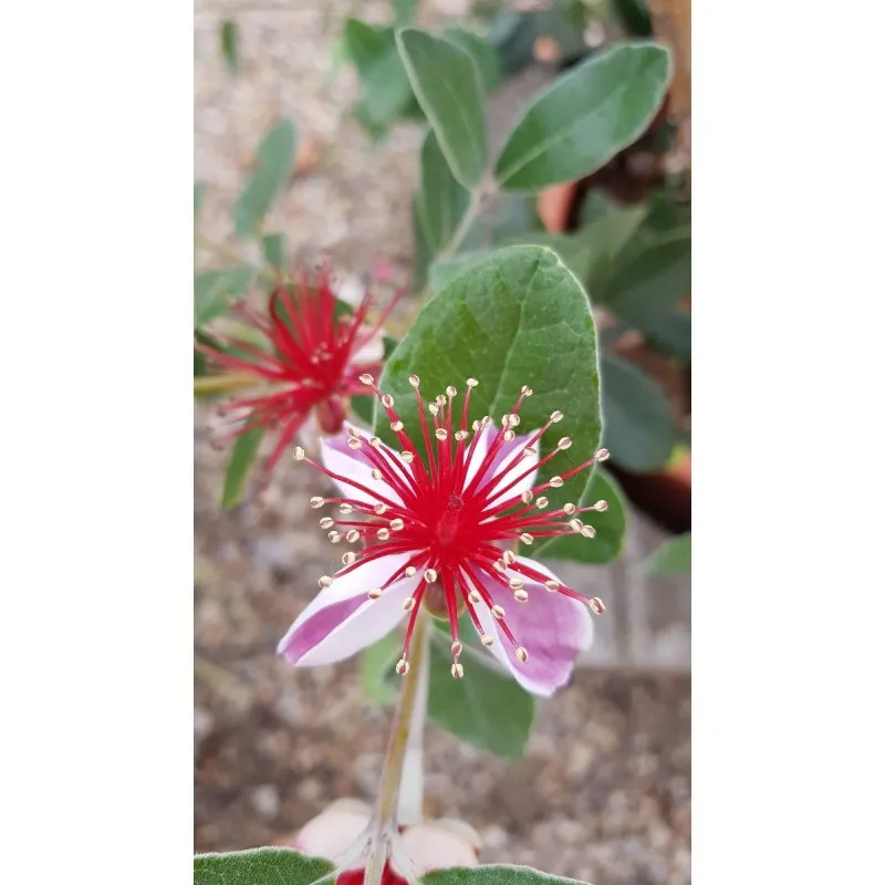 Feijoa sellowiana 'Triumph' / Goyave verte / Conteneur de 5 à 6 litres /Fruitier