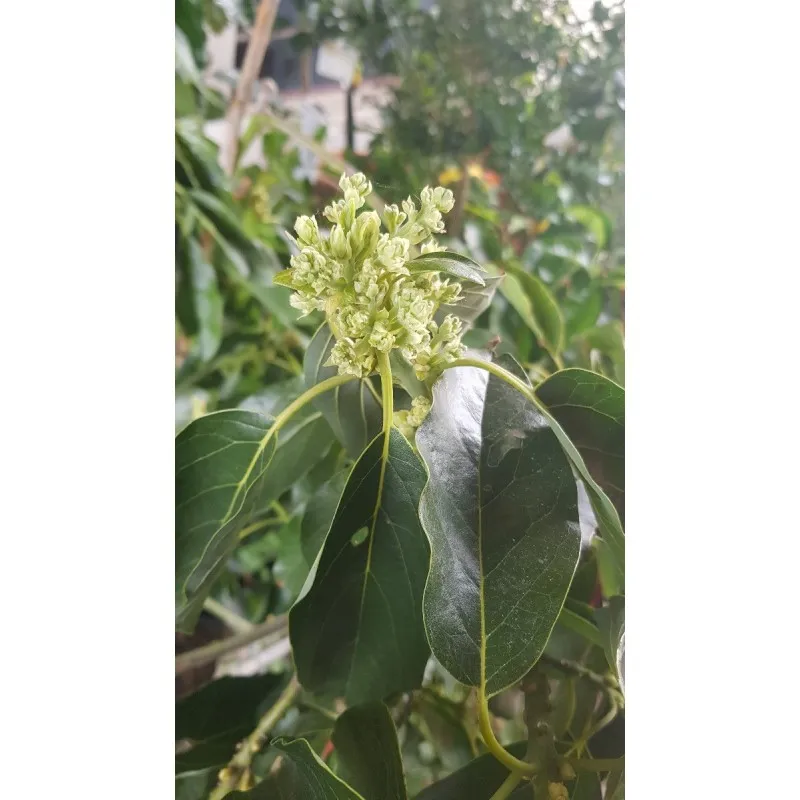 Persea americana 'Duke 7' (In Vitro) / Avocatier mexicain / Conteneur de 7 à 10 litres / Fruitier