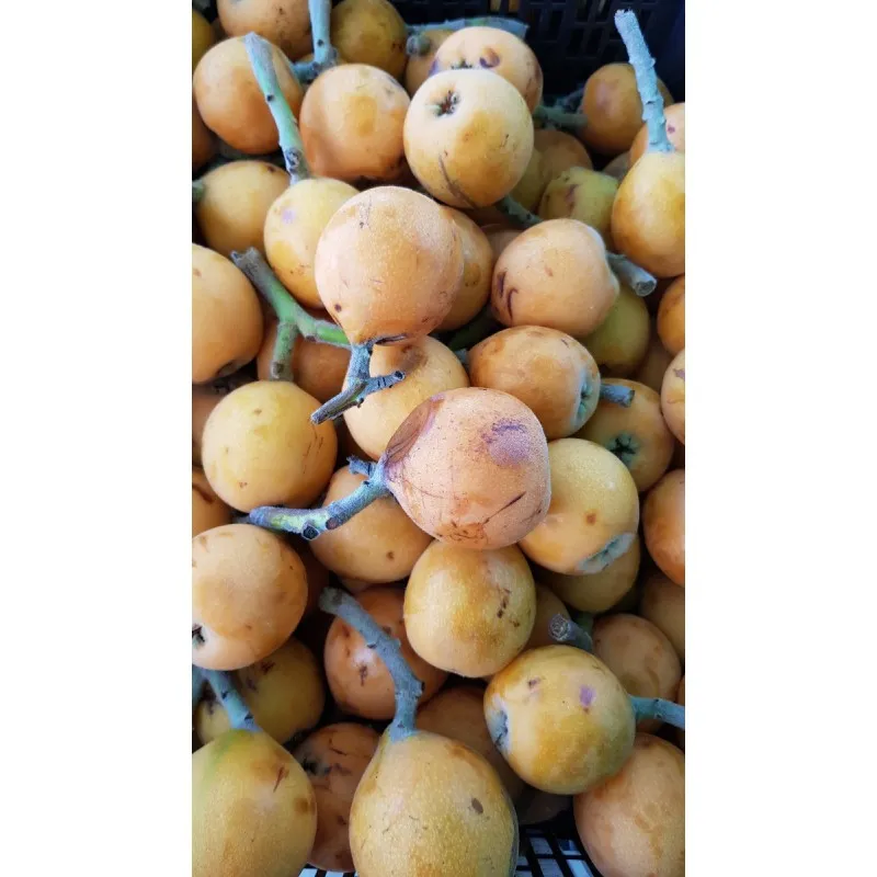 Eriobotrya japonica 'Argelino' (De Greffe) / Néflier du Japon / Conteneur de 7 à 10 litres / Fruitier
