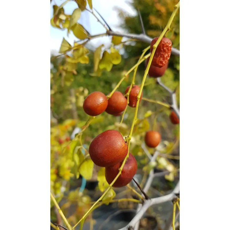 Ziziphus jujuba 'Lang' / Dattier chinois / Conteneur de 5 à 6 litres / Fruitier