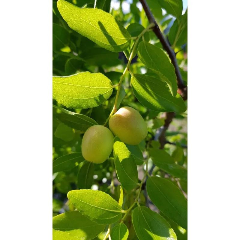 Ziziphus jujuba 'Provence' / Dattier chinois / Conteneur de 5 à 6 litres / Fruitier
