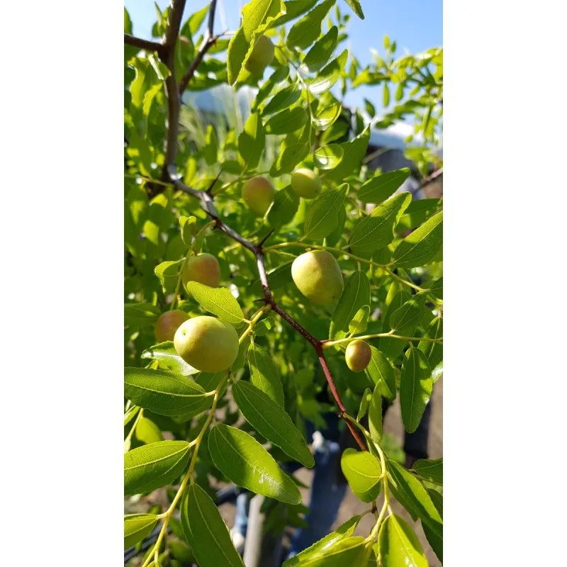 Ziziphus jujuba 'Géant de Huelva' / Dattier chinois / Conteneur de 5 à 6 litres / Fruitier