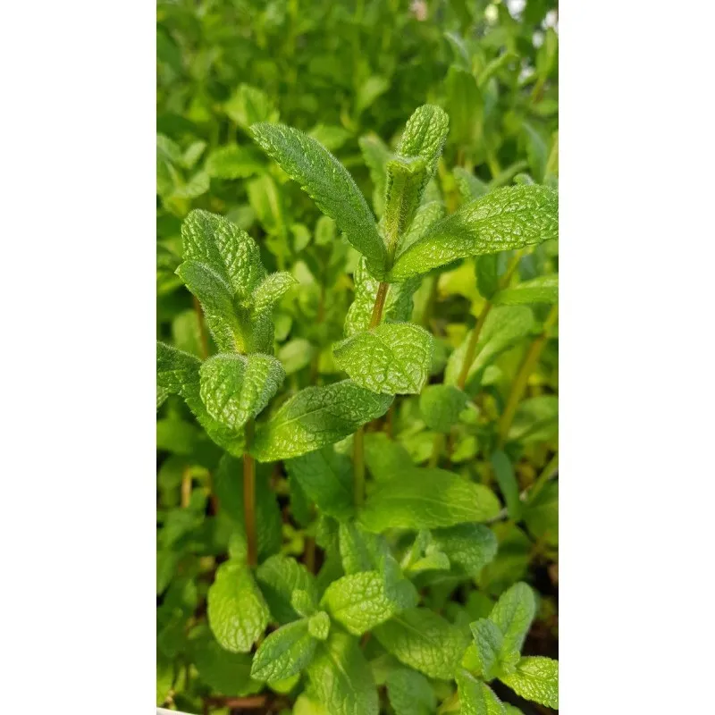 Mentha x piperita 'Mojito' / Menthe 'Mojito' / Godet / Aromatique