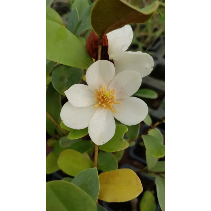 Michelia laevifolia 'Gail's favorite' / Godet
