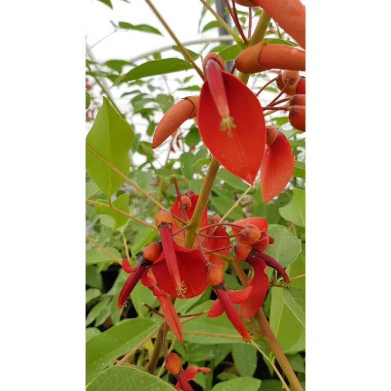 Erythrina crista-galli / Erythrine Crête de coq / Godet