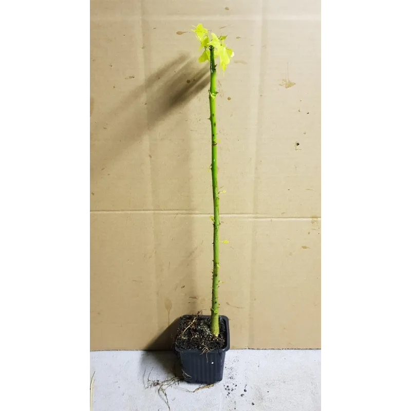 Erythrina corallodendron / Erythrine Crête de coq / Godet