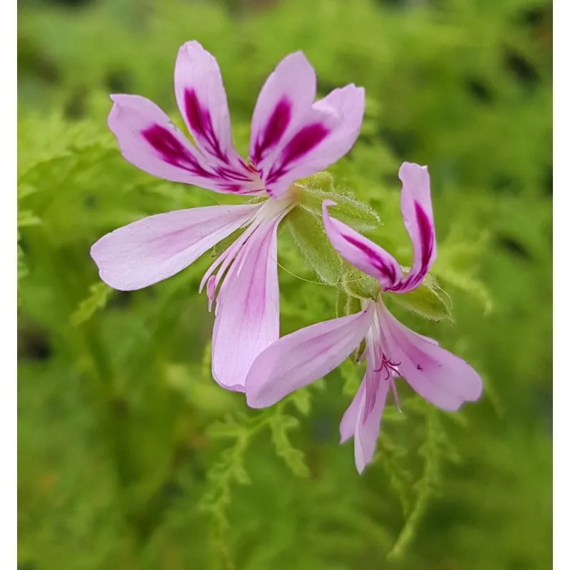 Pelargonium denticulatum 'Filicifolium' / Géranium au parfum de pin / Godet