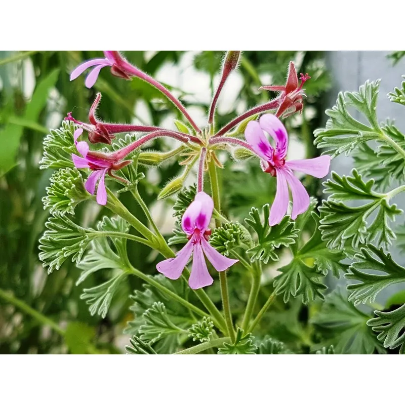 Pelargonium abrotanifolium / Géranium au parfum d'Eucalyptus / Godet