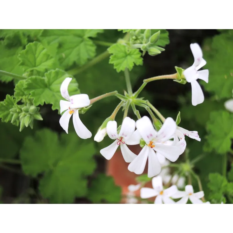 Pelargonium odoratissimum / Géranium au parfum de pomme verte / Godet