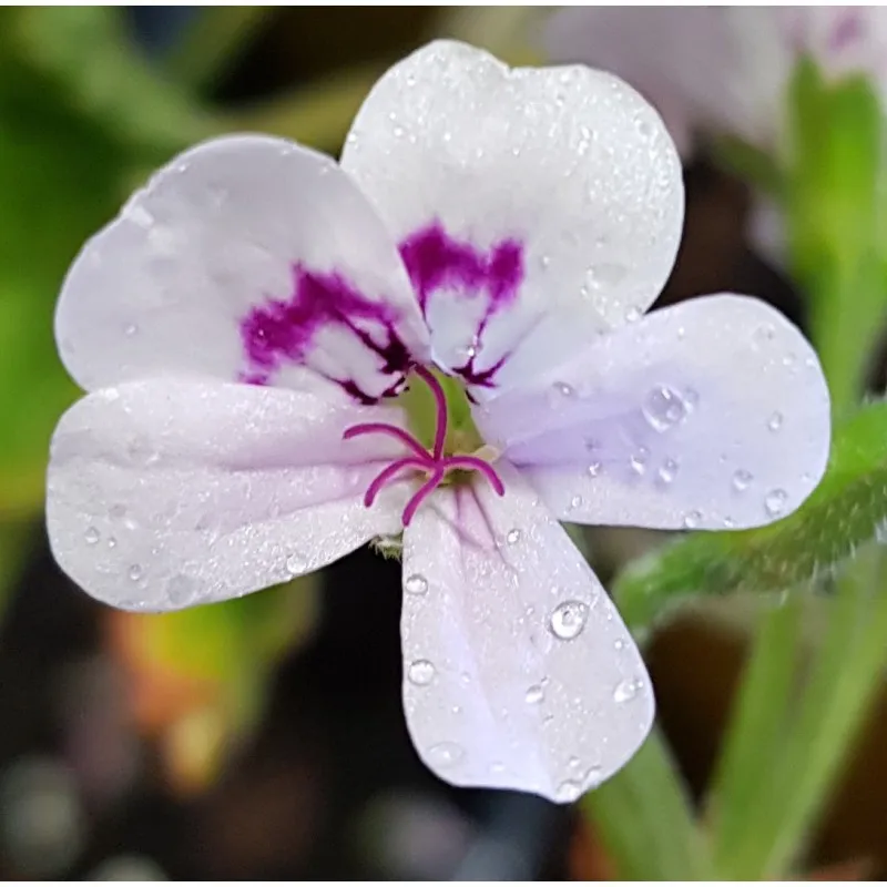 Pelargonium x blandfordianum / Géranium au parfum de rose / Godet