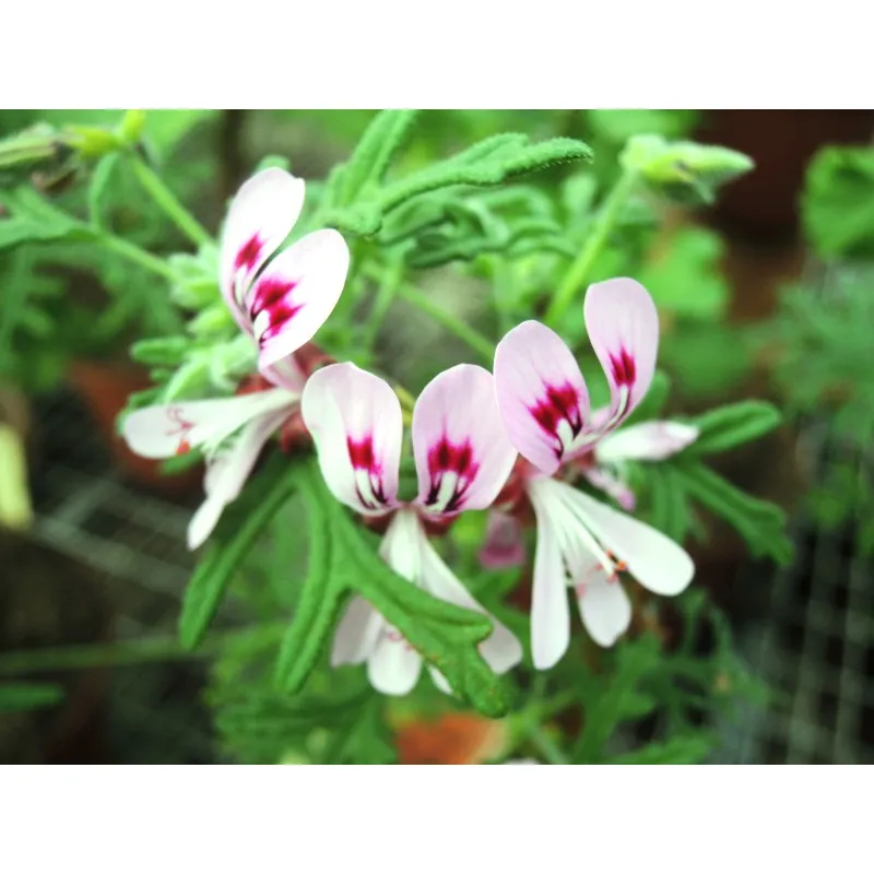 Pelargonium radens / Géranium au parfum de citron / Godet