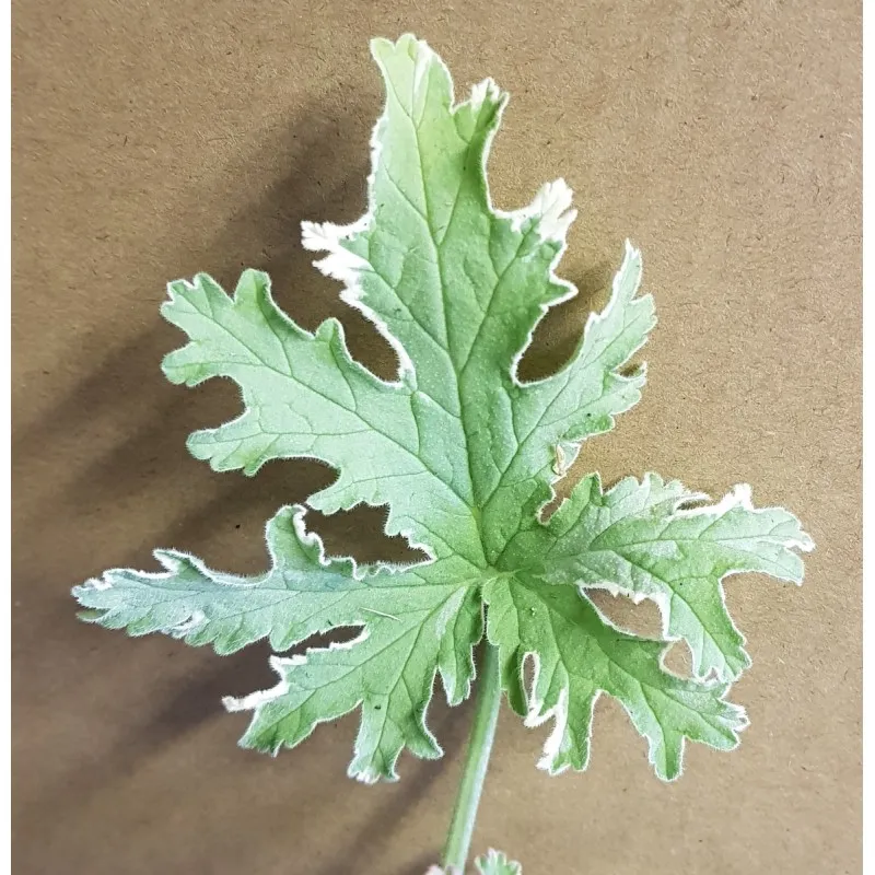 Pelargonium graveolens 'Lady Plymouth' / Géranium au parfum de menthe poivrée / Godet