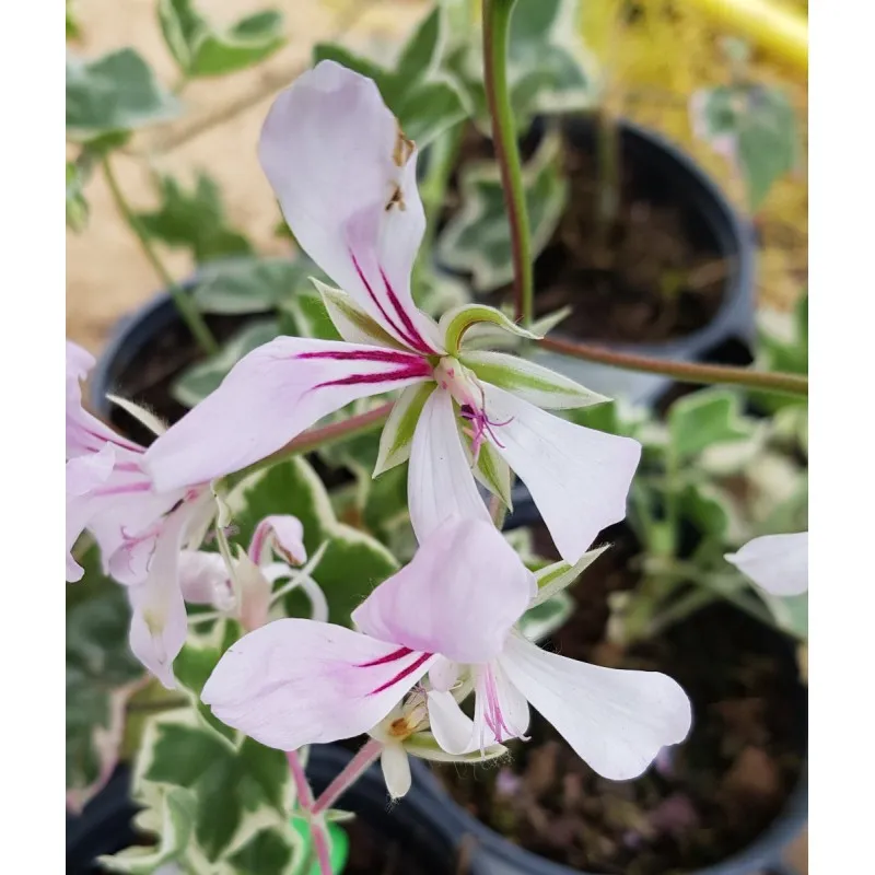 Pelargonium x hederaefolium 'L'élégante' / Géranium lierre panaché / Godet