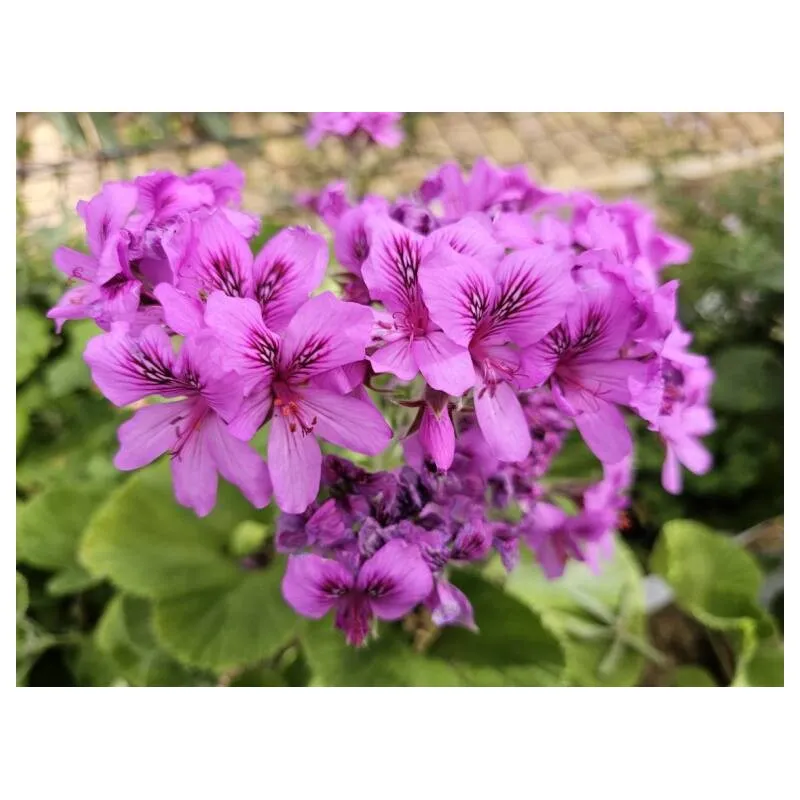 Pelargonium cucullatum / Géranium au parfum épicé / Conteneur de 1 à 1.9 litres