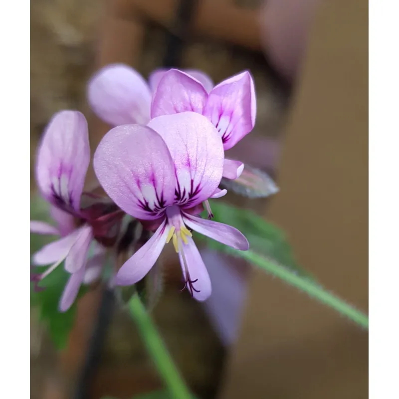 Pelargonium x 'Lycée Horticole de Blois' / Géranium au parfum de coco / Conteneur de 1 à 1.9 litres