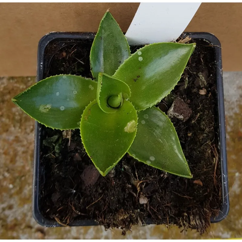 Agave attenuata / Agave à cou de cygne / Godet