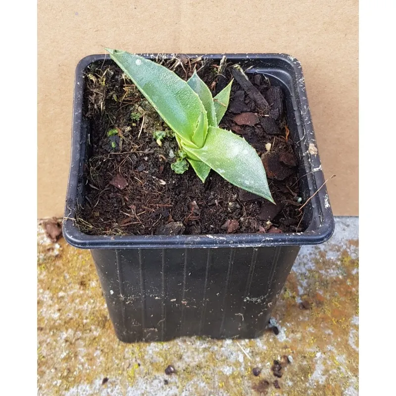Agave parryi 'Truncata' / Agave de Parry / Godet