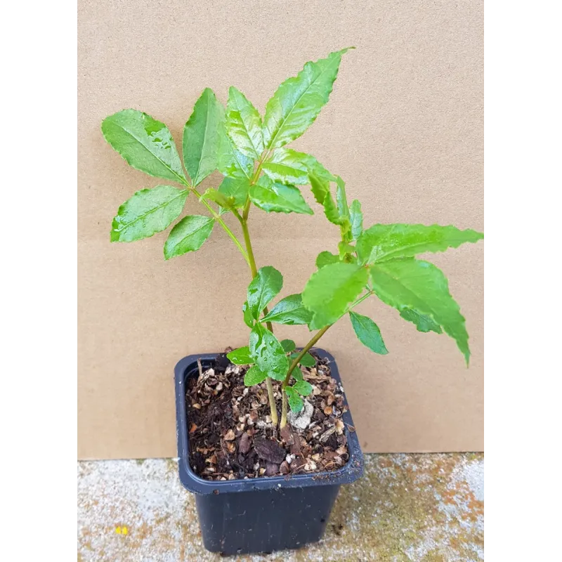 Zanthoxylum piperitum (semis) / Poivrier du Sichuan / Godet