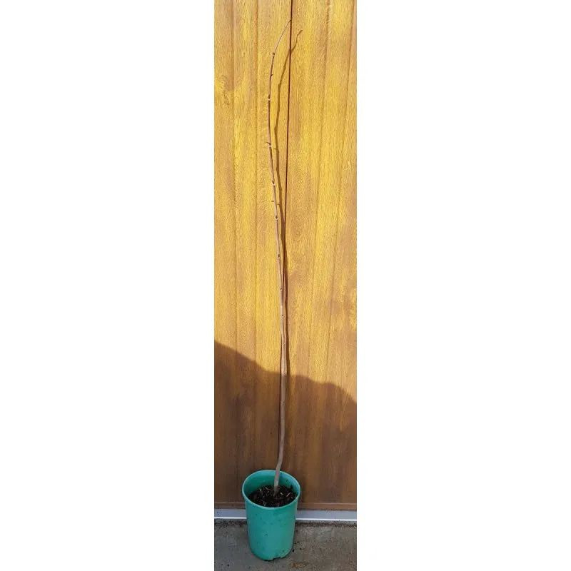 Asimina triloba (Semis) / Asiminier / Conteneur de 3 à 4 litres / Fruitier