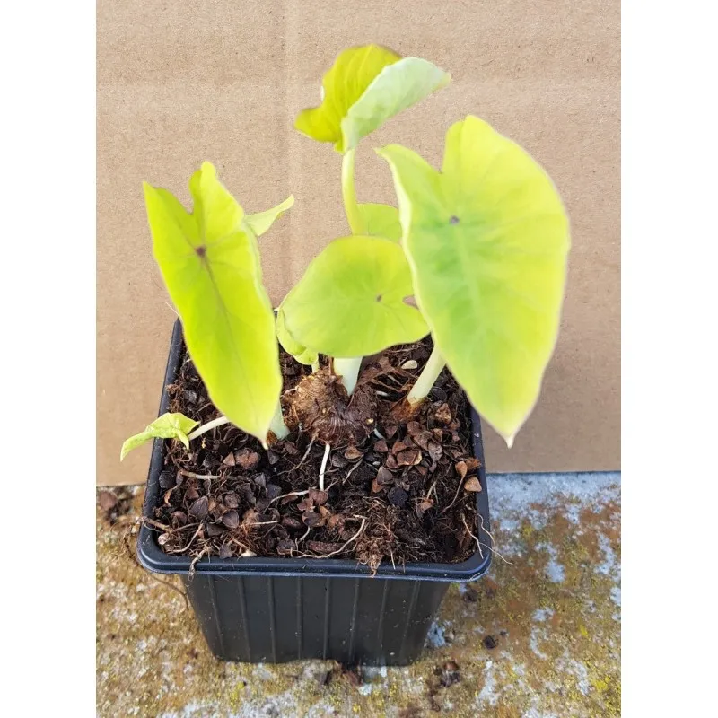 Colocasia 'Red-eyed Gecko'/ Oreille d'éléphant géante verte lime à nervure violette / Godet