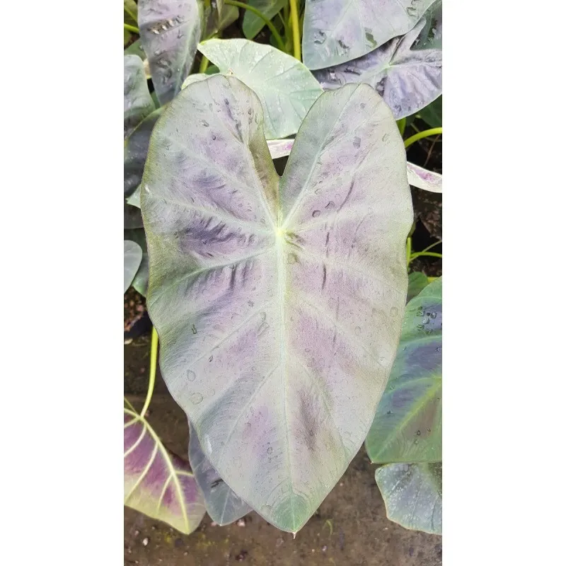 Colocasia esculenta ROYAL HAWAIIAN® 'Aloha' / Oreille d'éléphant géante couleur violet à nervure centrale vert clair / Godet