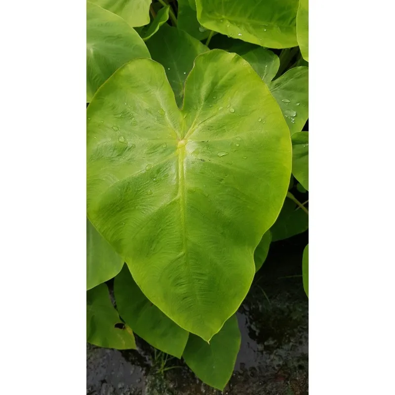 Colocasia esculenta ROYAL HAWAIIAN® 'Maui gold' / Oreille d'éléphant géante couleur citron vert / Godet