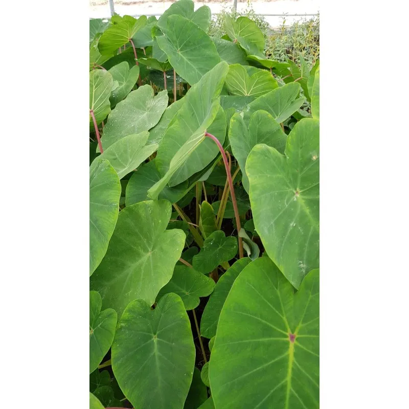 Colocasia esculenta 'Pink China' / Oreille d'éléphant à tige rose / Godet