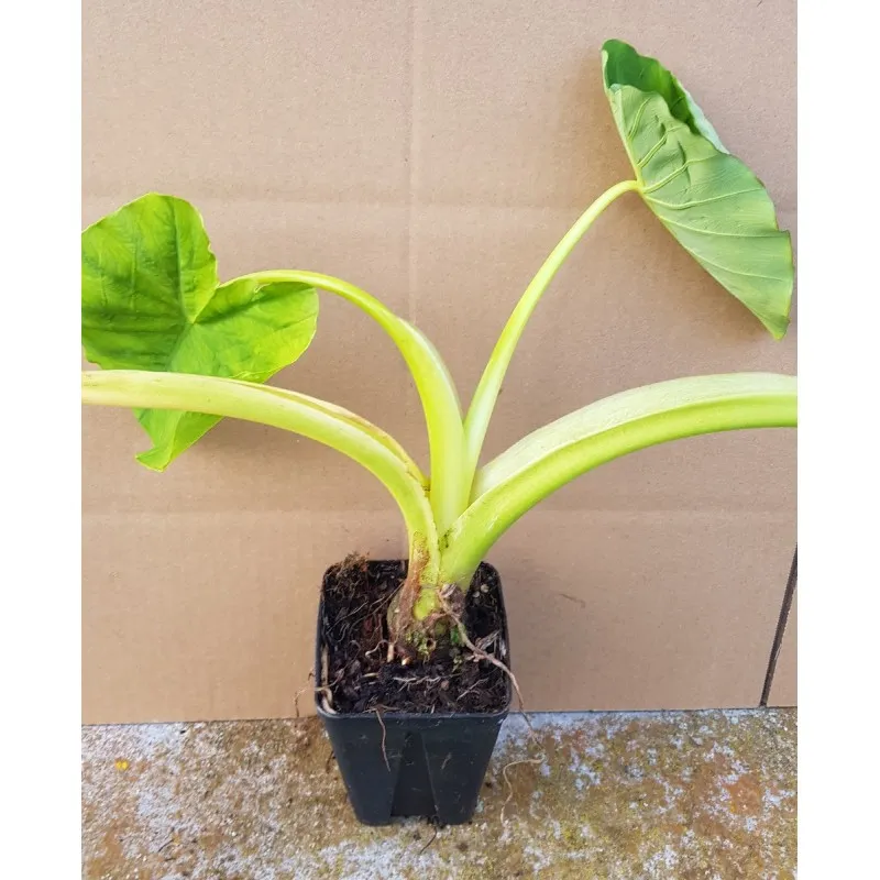 Colocasia esculenta / Taro comestible / Godet Anti-Chignon / Comestible