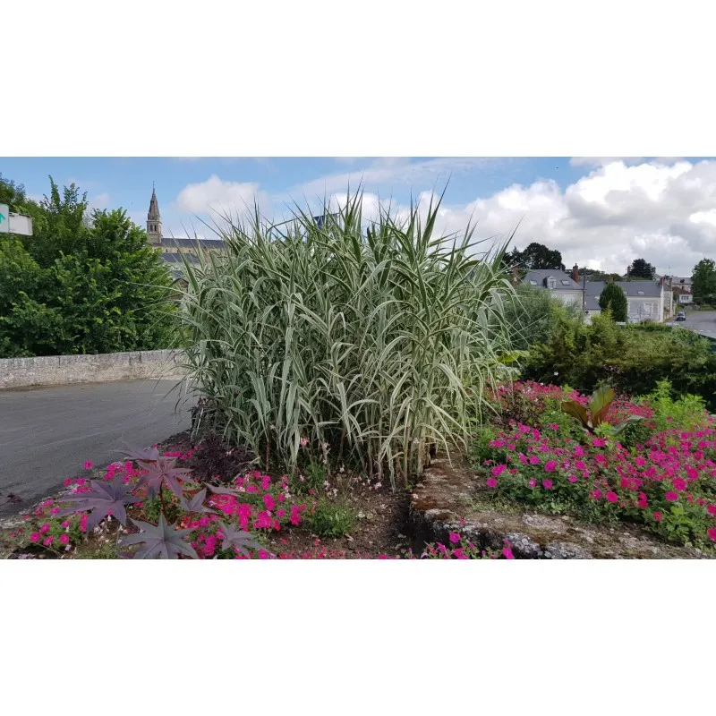 Arundo donax 'Variegata' / Canne de Provence panaché / Godet