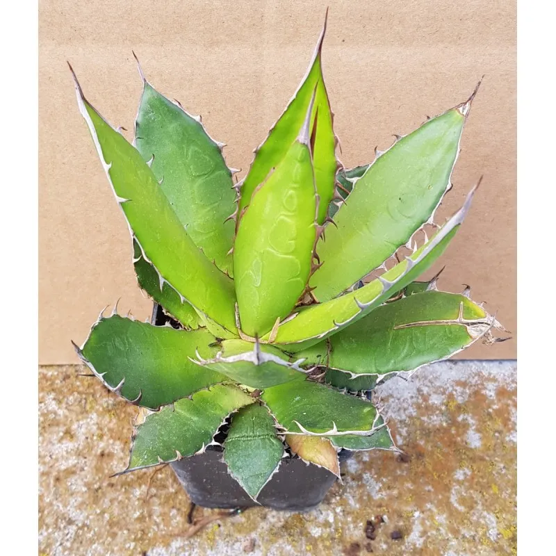 Agave horrida ssp Horrida / Godet