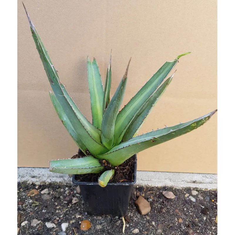 Agave lophanta / Agave univittata / Godet