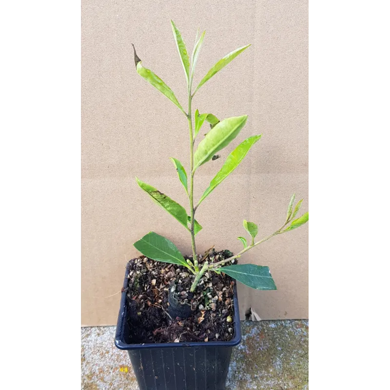 Ilex paraguariensis / Thé du Paraguay / Godet