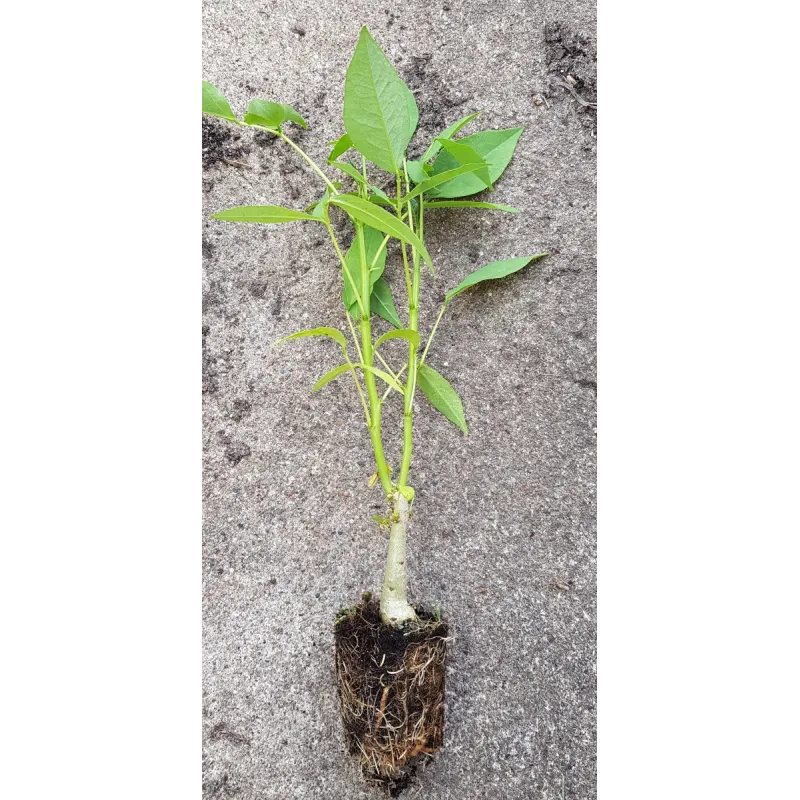 Erythrina corallodendron / Erythrine Crête de coq / Ecomotte