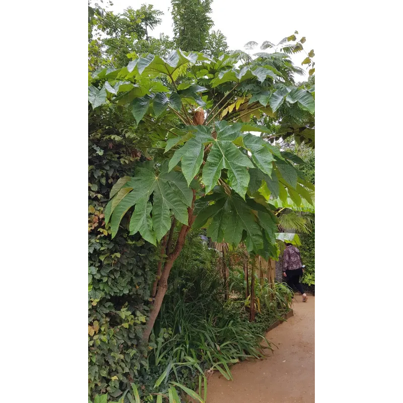 Tetrapanax papyrifera 'Rex' / Plante à papier de riz / Conteneur de 7 à 10 litres